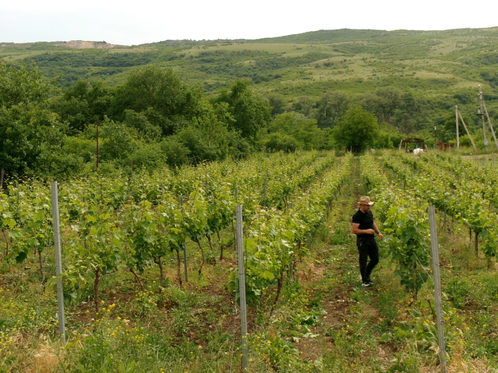 Vineyard rows at Burdilas Marani in Asureti