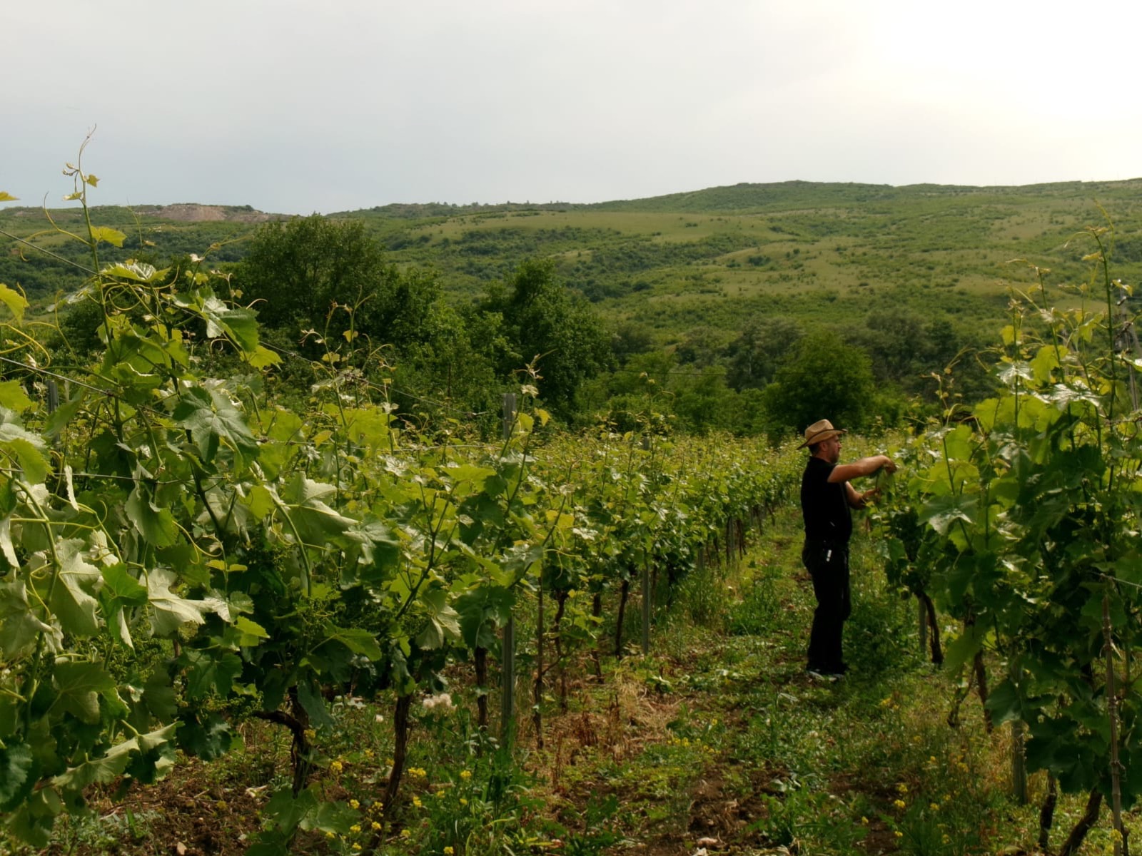 Tending the vines at Burdilas Marani